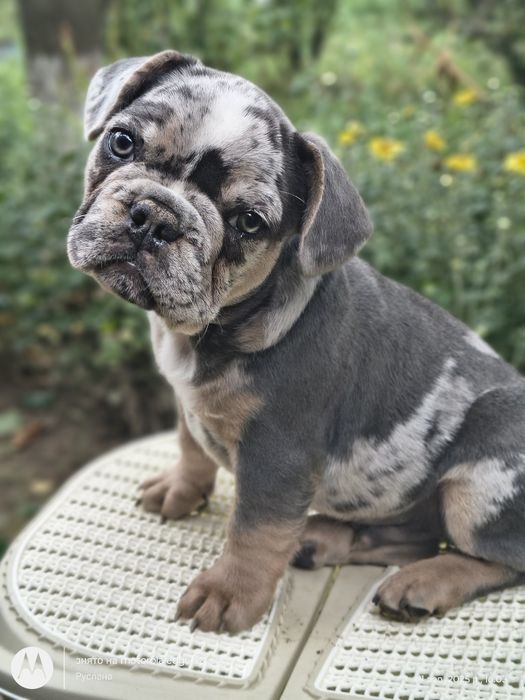 Неймовірний красунчик мерль