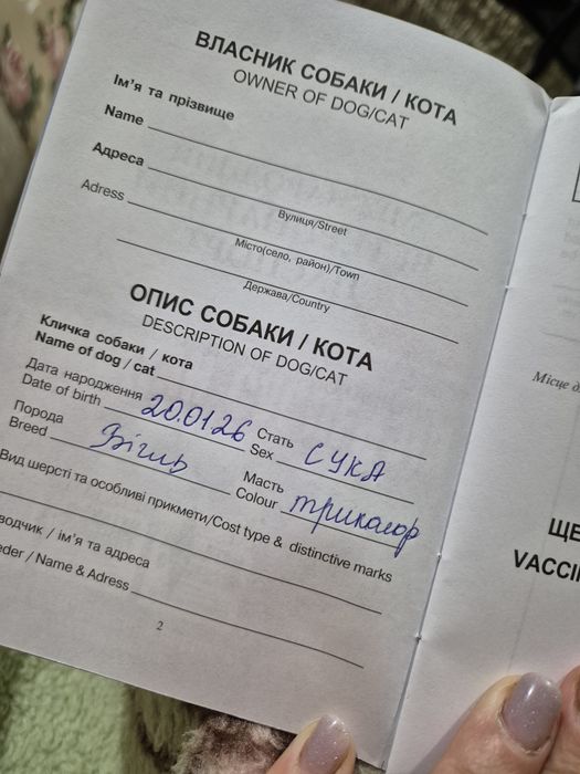 Щенки бігля в пошуках друга