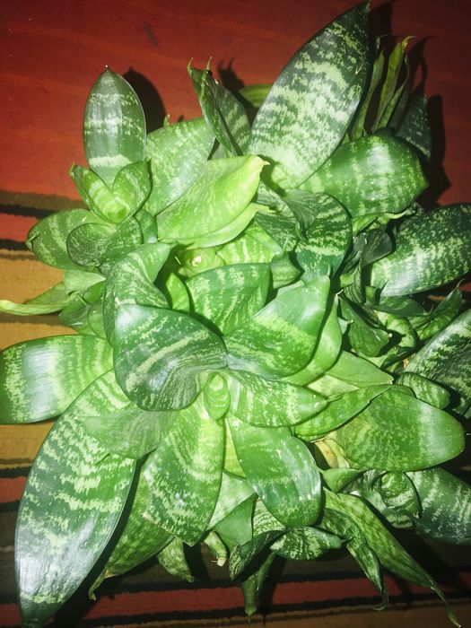 Квіти- Сенсевієрія