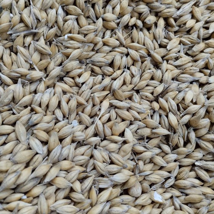 Продам ячмінь та пшеницю