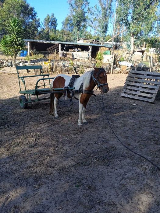 Vendo pónei fêmea