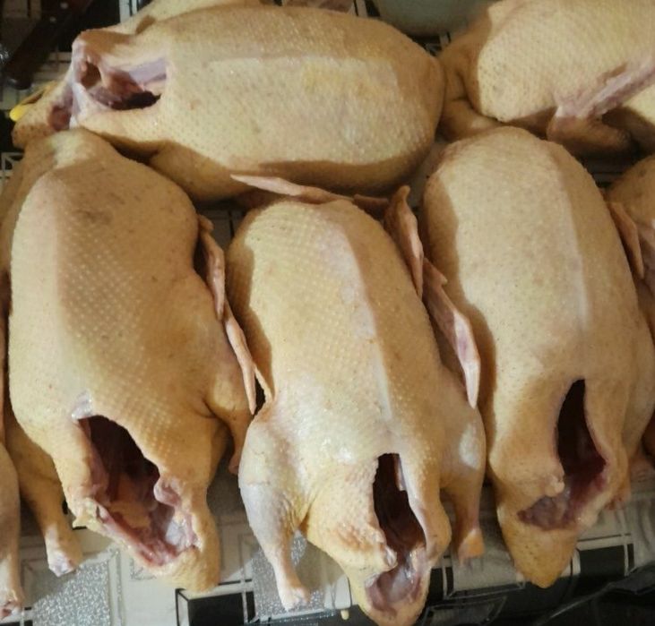 Качки шипуни тушки