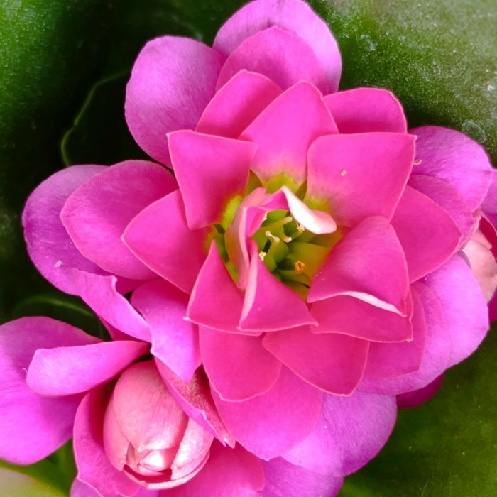 Великоквіткова, сортове каланхоє