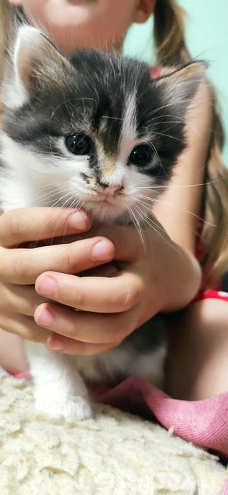 Кошенята в добрі руки