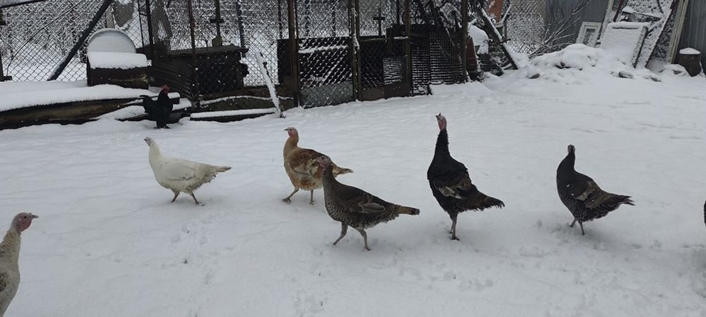 Sordaeam indyki z 2025 roku