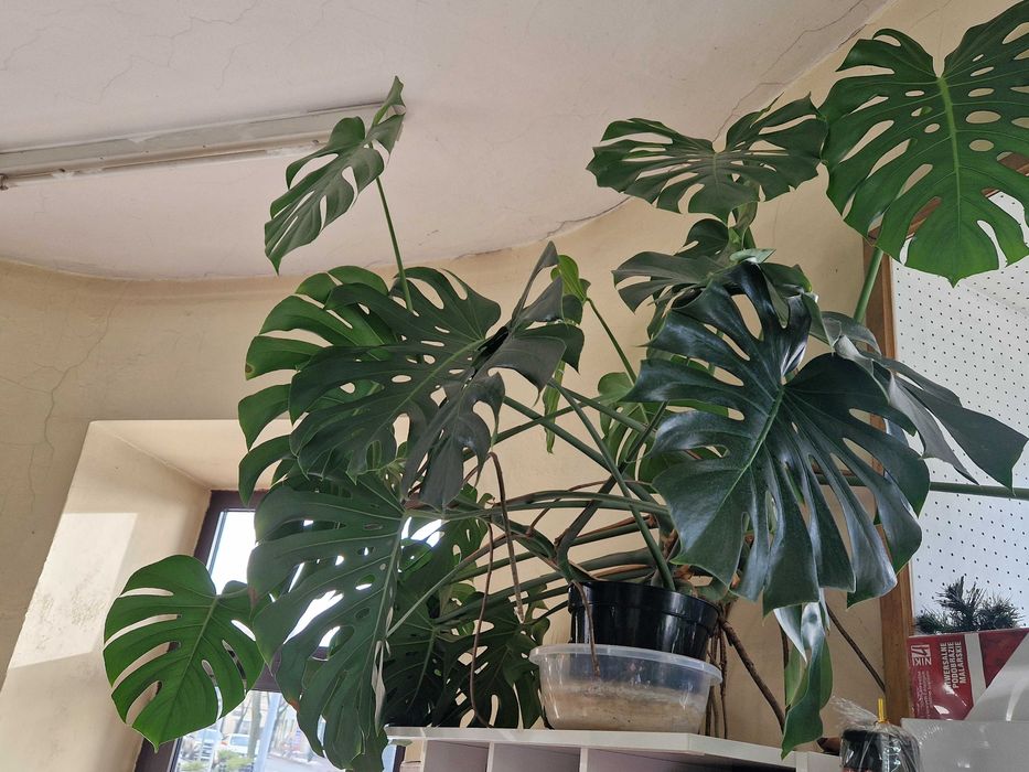 Monstera 150x150 duża