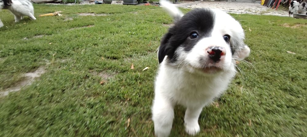 Suczka border collie szuka domu
