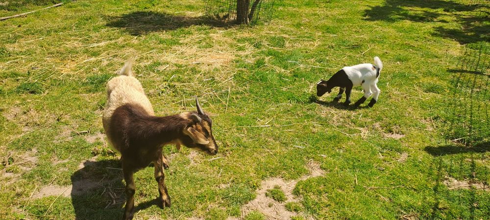 Cabras ana parida