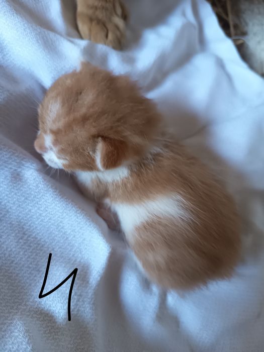 Doação de gatinhos