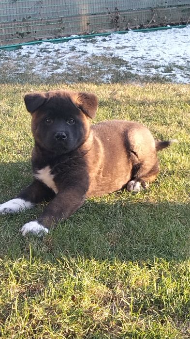 Щенята Акіти КСУ