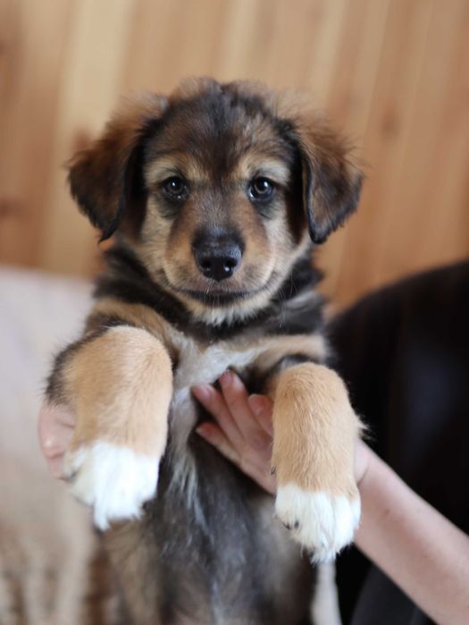 Альма. вільна коричнева дівчинка німецька вівчарка / Ауссі (австралійська вівчарка)