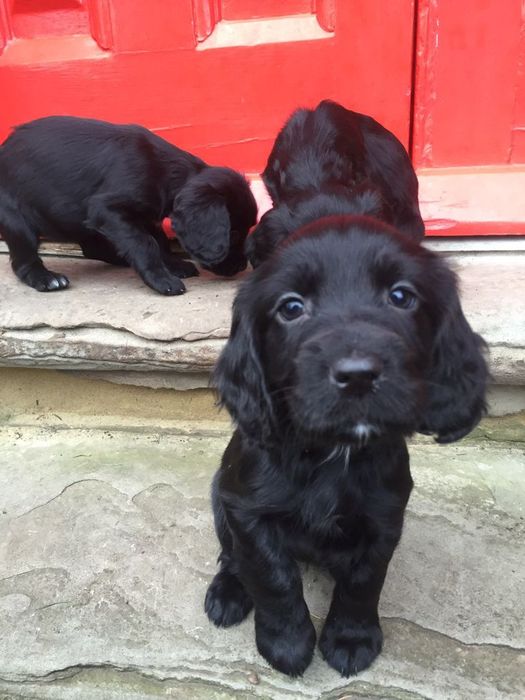 Чорні дівчатка кокер спаніеля – гармонія характеру