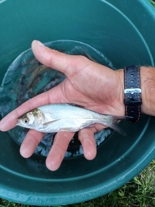 Amur narybek/kroczek. Tolpyga , Lin , Karp , Jesiotr.