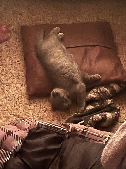 Котенок британец вислоухий