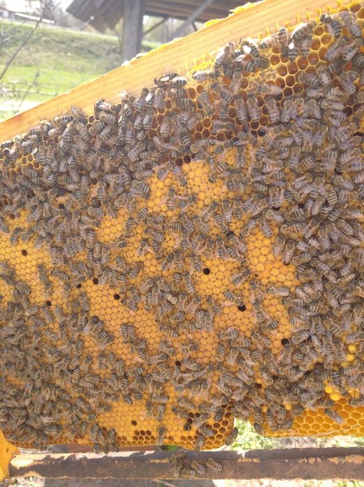 Продам бджолопакети. Карніка.Бджоли.Бджолосімї.