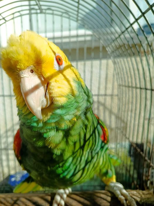 Amazonas Oratrix Macho