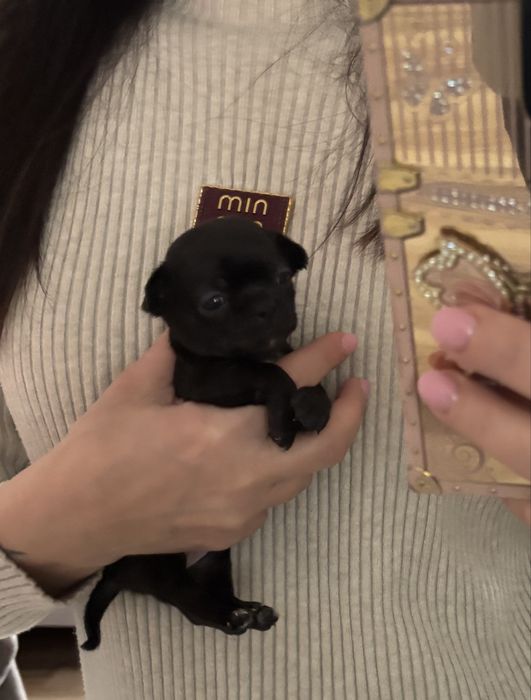 Chihuahua dziewczynka  malenka