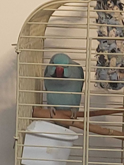 Vendo Ring Neck Macho com Gaiola