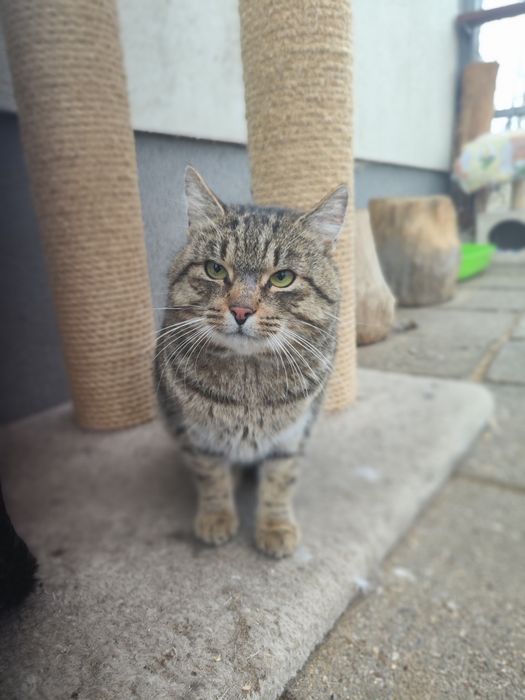 Cudny, delikatny Klopsik czeka w schronisku na dom