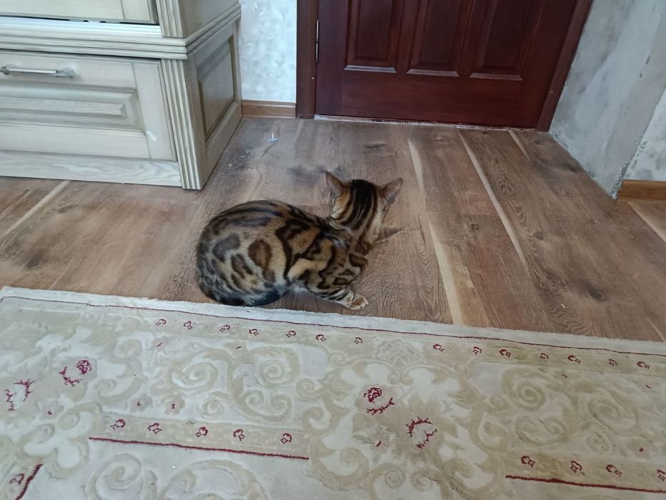 Продам бенгальского кота ,(бенгальський кіт)