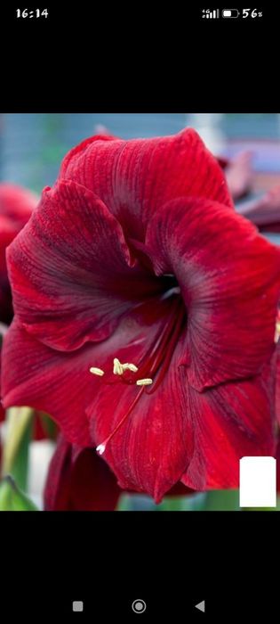 квіти гіпеаструм-амориліс