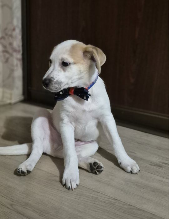 Джек расел терьер метисы