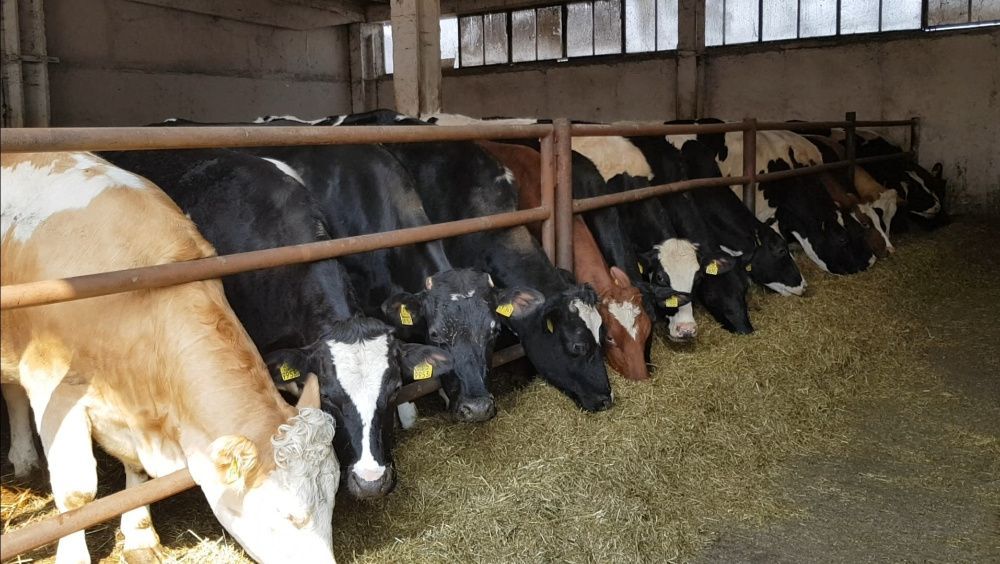 Nowa dostawa 9.04 jałowice duńskie również na białą strefę