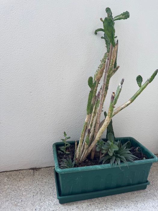 Vaso com cactos e suculentas – Diversas espécies