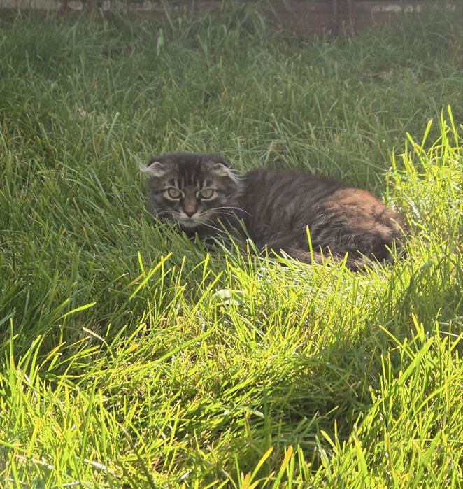 Кошеня скотиш фолд