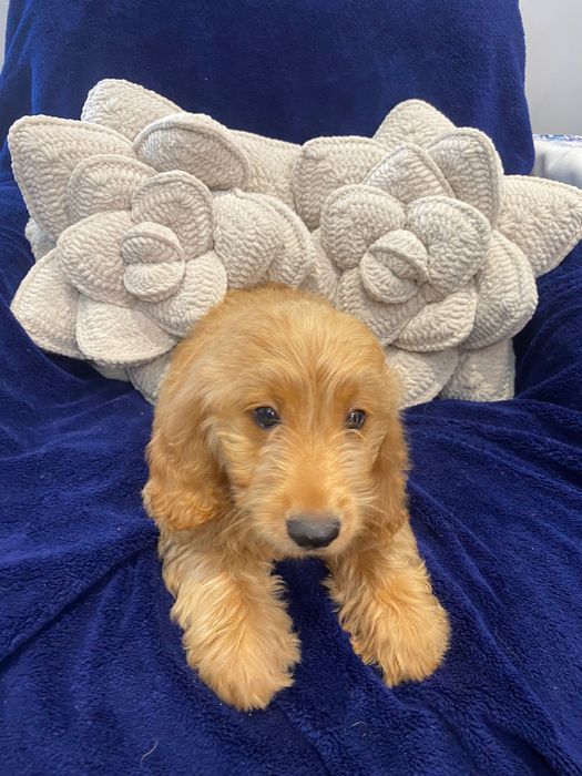 Sprzedam pięknego labradoodle