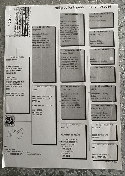 Gołębie pocztowe - orginalny Szkolny