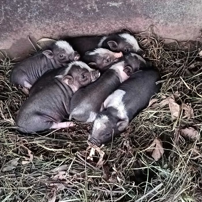 porcos vietnamita / Min pigs