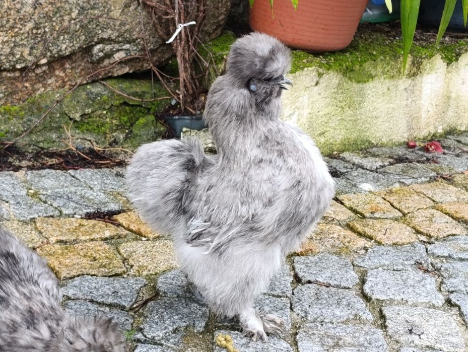 Sedosas do Japão ovos