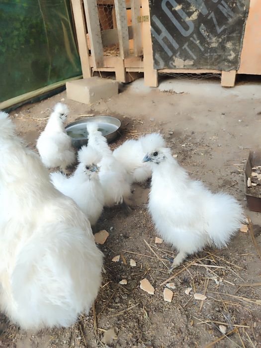 Silki młode para kura kogut