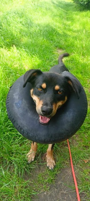 Lucek do adopcji! Sandomierz