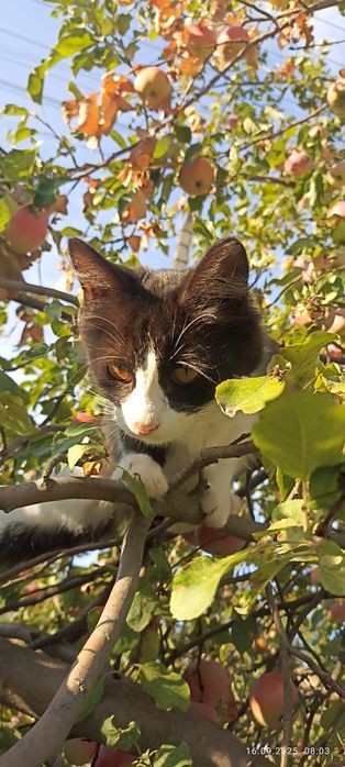 Отдам кошечку в добрые руки