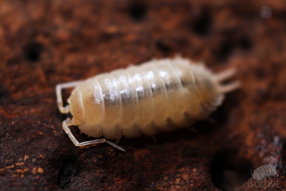 Porcellio laevis "white out", prosionki, równonogi, ekipa sprzątającą
