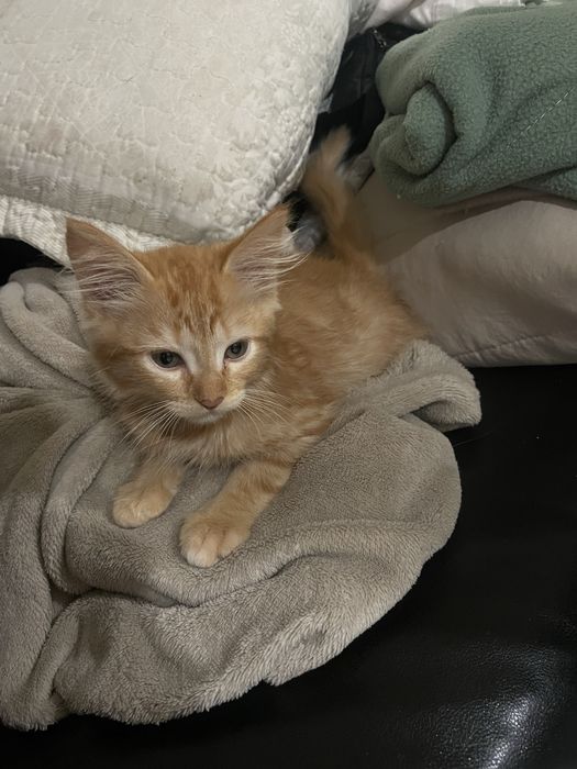 Da se gatinhos (2 meses)