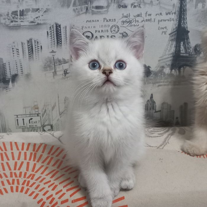 kitten - Коти - OLX.ua