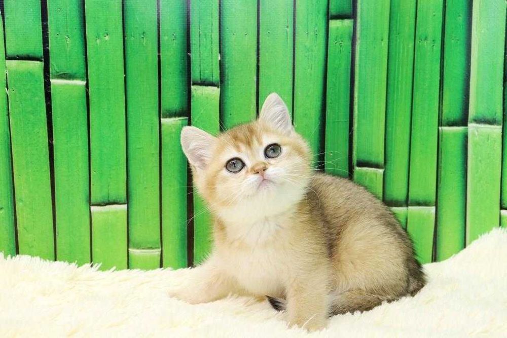 чудесный котик британчик