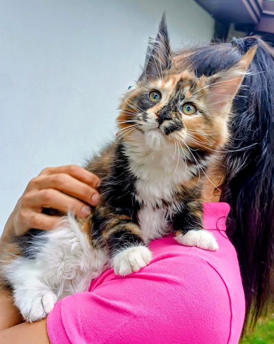 Dziewczynka Maine Coon