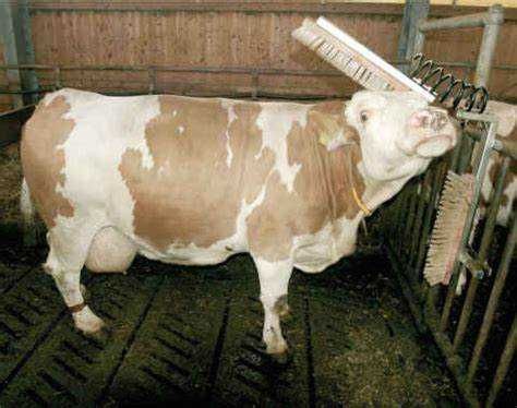 Czochradło dla bydła Texas Czochradło dla krów - 2 głowice