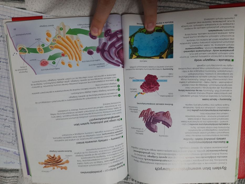 "Biologia na czasie " 1 - STAN IDEALNY
