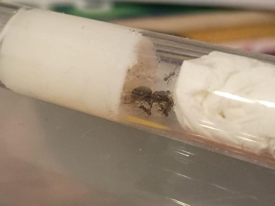 Lasius Niger Q+1-5w