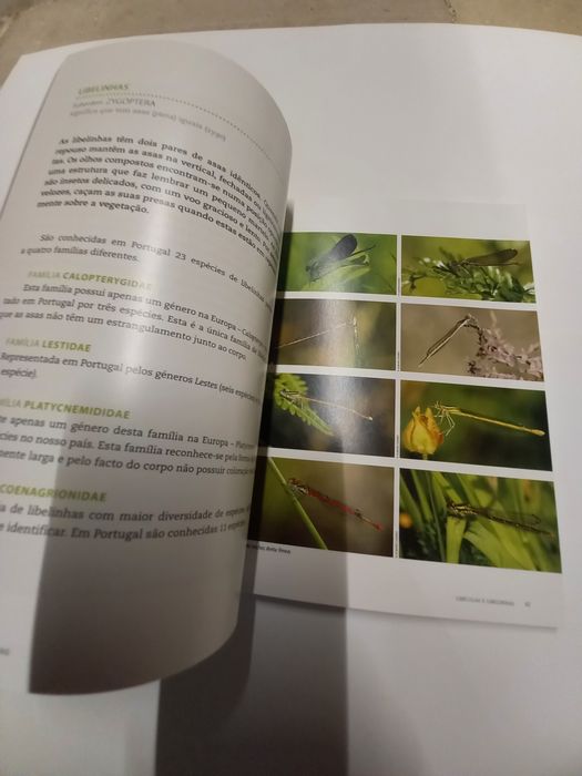 Livro sobre os insectos existentes em Portugal
