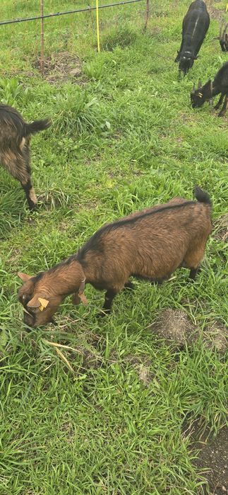 Vendo pequeno rebanho de cabras