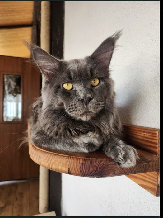 Дівчінка  Мейн- кун