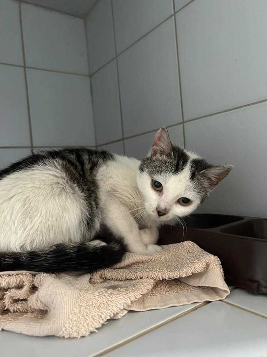 RORA - Adoptuj kota z Lubelskiego schroniska