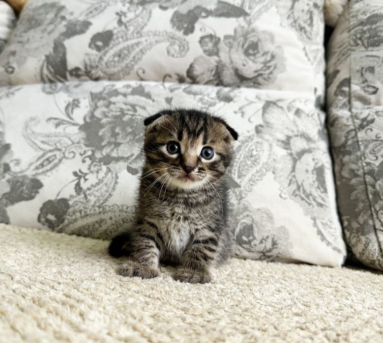 Вислоухий бурундучёк