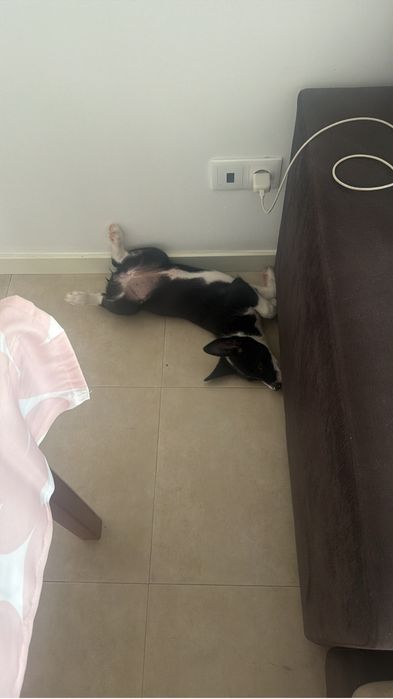 Adoção responsável - Roxy
